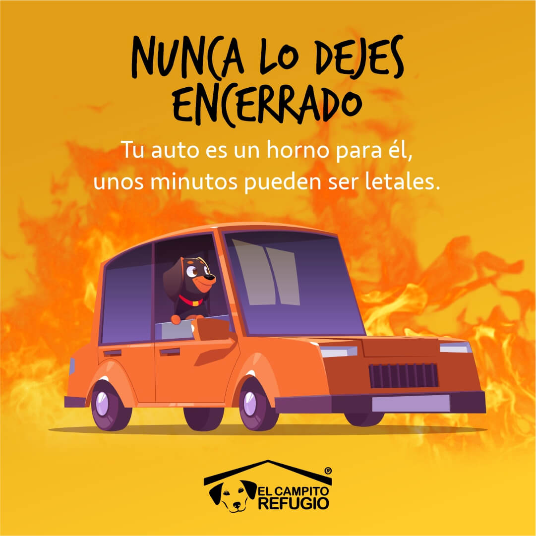 Auto peligro para los perros