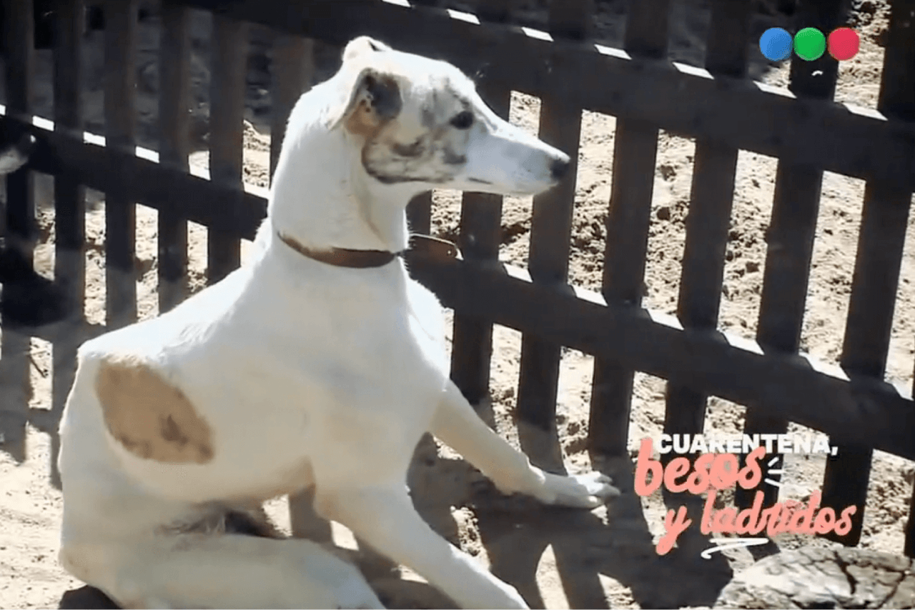 El Campito Refugio en Telefe: la historia de Ciro y su adopción