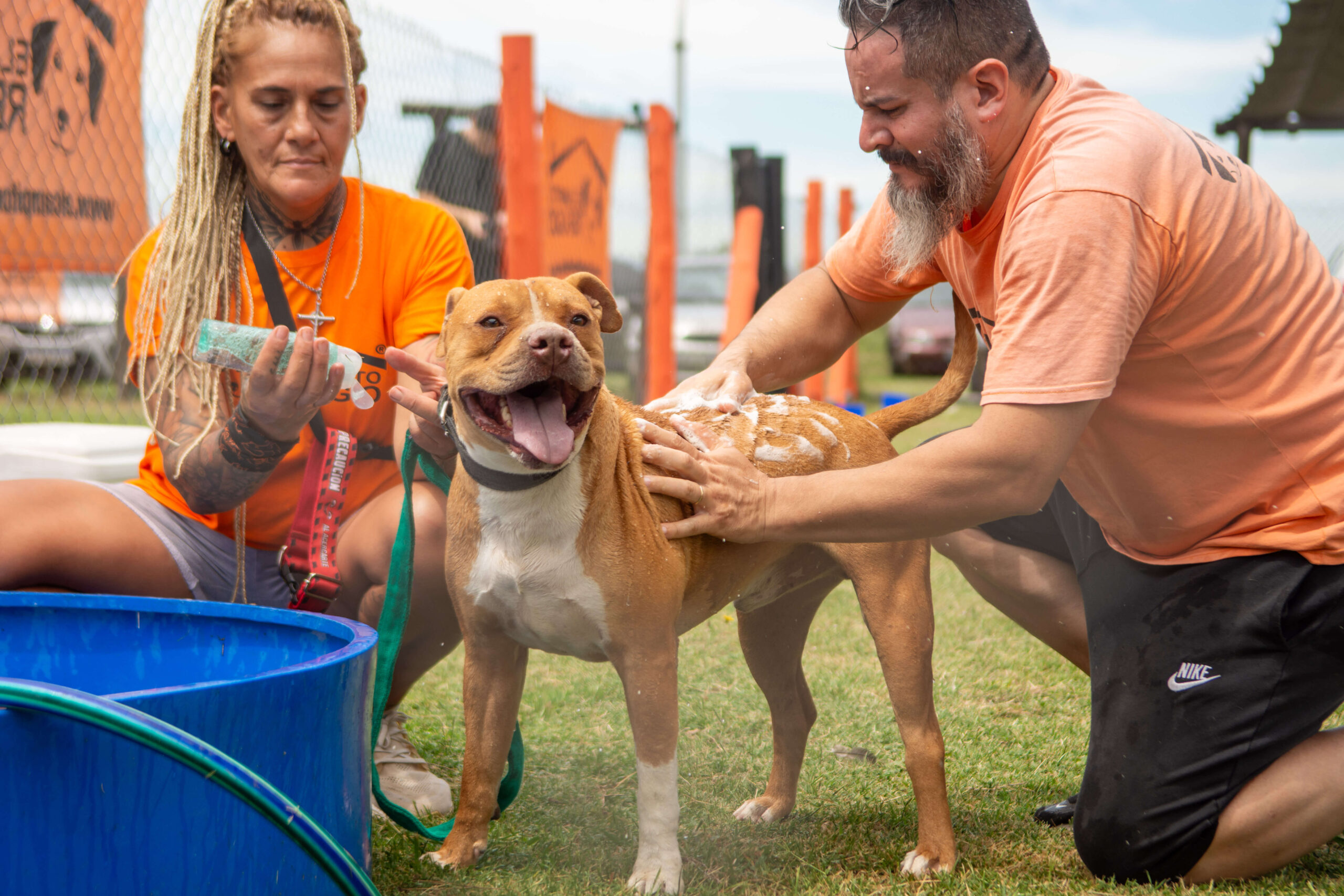 Vacunación obligatoria: cómo proteger a tu perro o gato desde los primeros meses