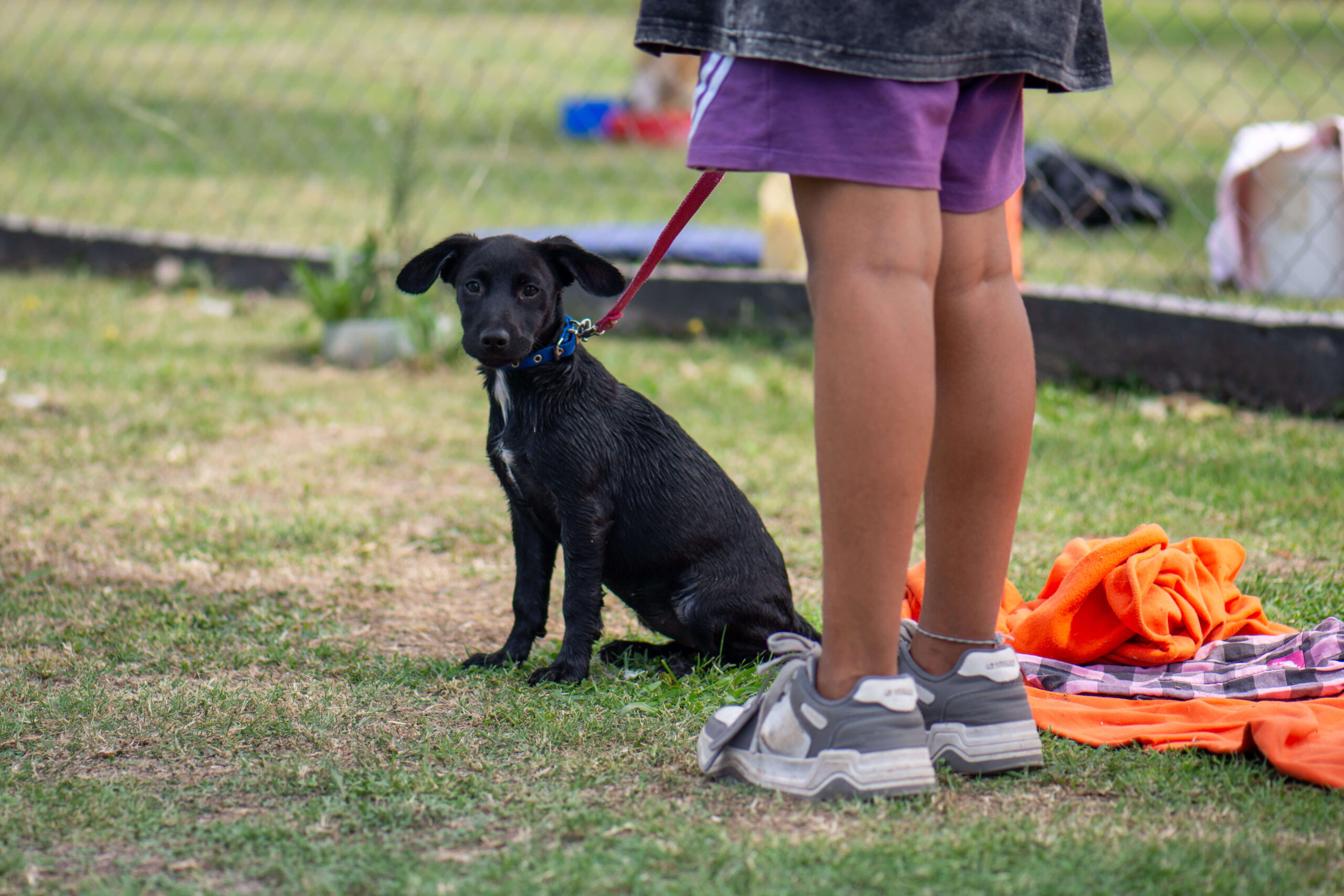 Hacia políticas sociales con perspectiva de derechos animales (Clase 11)