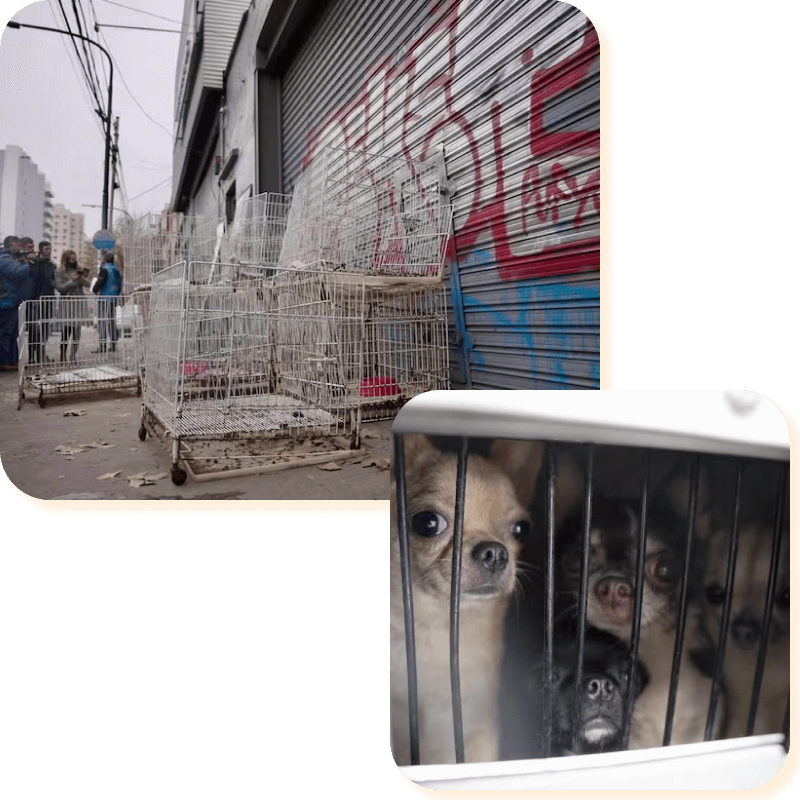 Camptio Refugio Denunciar