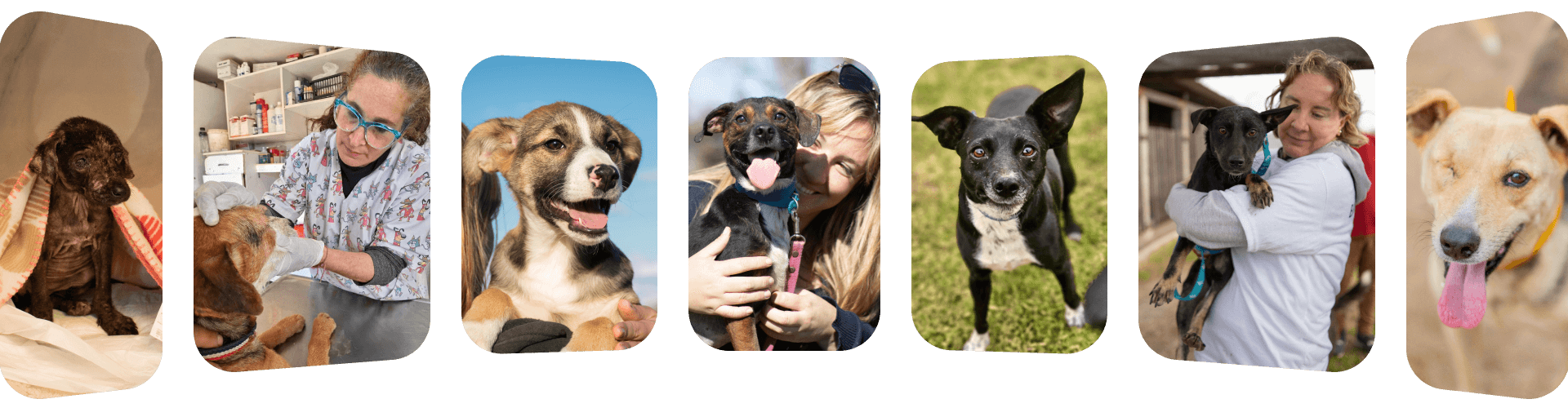 El refugio Campito de perros en Argentina