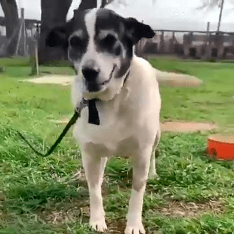 Campito Refugio Voluntariado Corporativo Grupo Atlántida