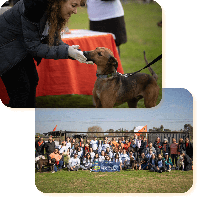 El refugio Campito de perros en Argentina