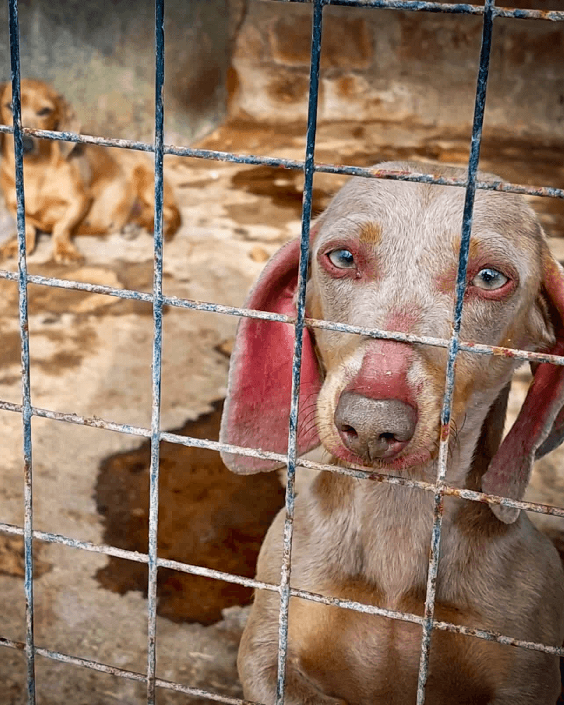 El refugio Campito de perros en Argentina