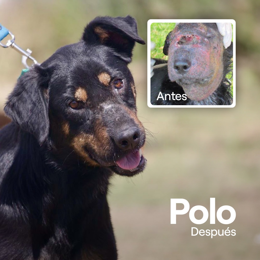 Donar transforma vidas - Polo