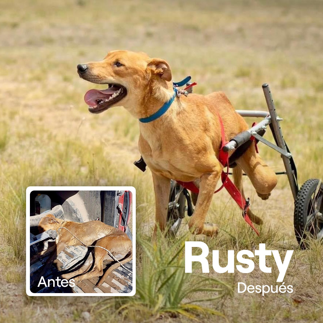 Donar transforma vidas - Rusty