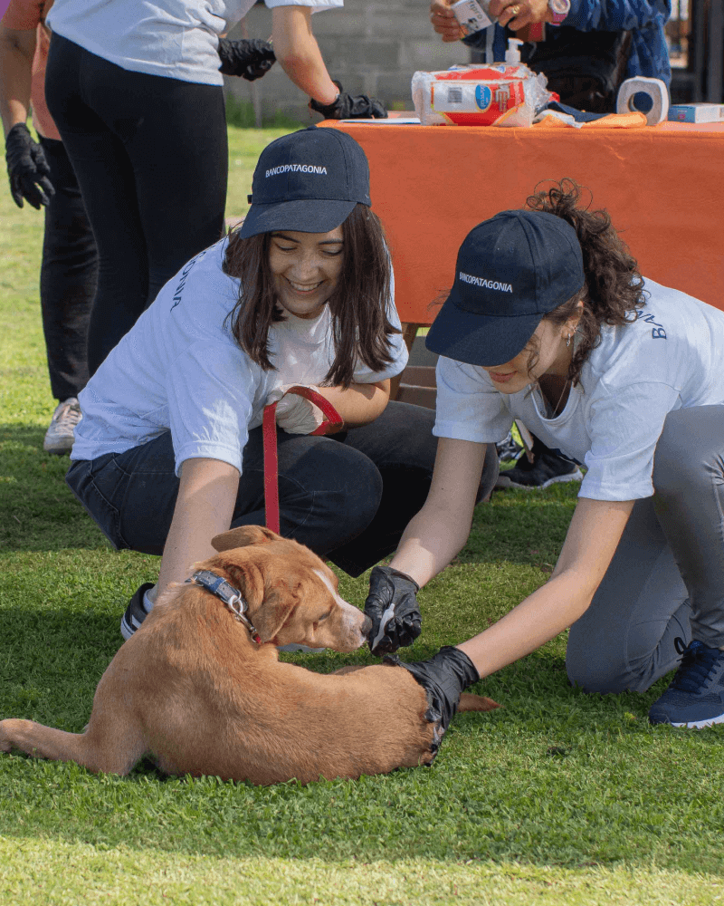 El refugio Campito de perros en Argentina
